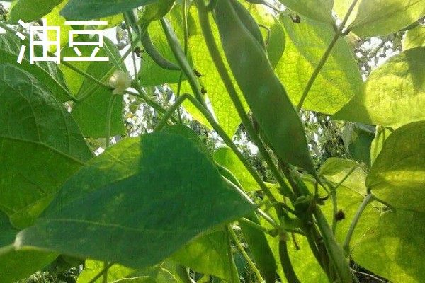 扁豆有什么品种,分为白扁豆、紫扁豆等类型