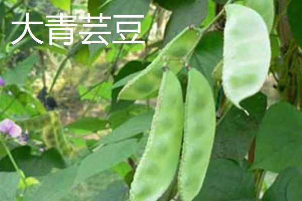 扁豆有什么品种,分为白扁豆、紫扁豆等类型