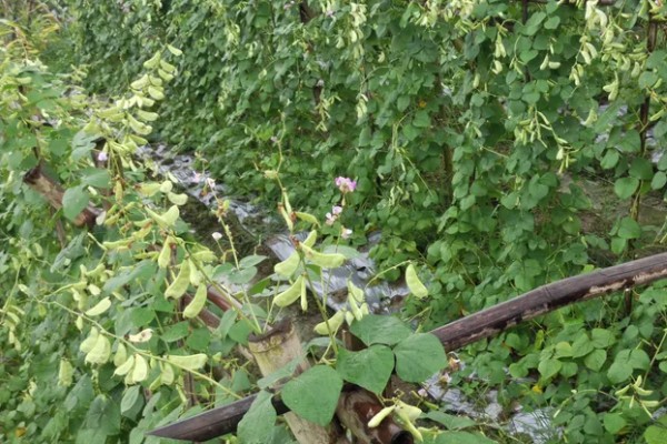 扁豆有什么品种,分为白扁豆、紫扁豆等类型