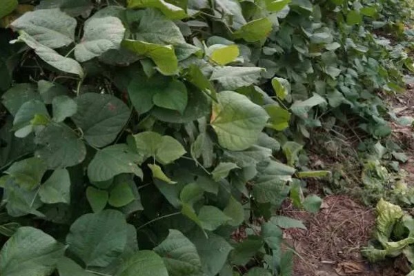 扁豆有什么品种,分为白扁豆、紫扁豆等类型