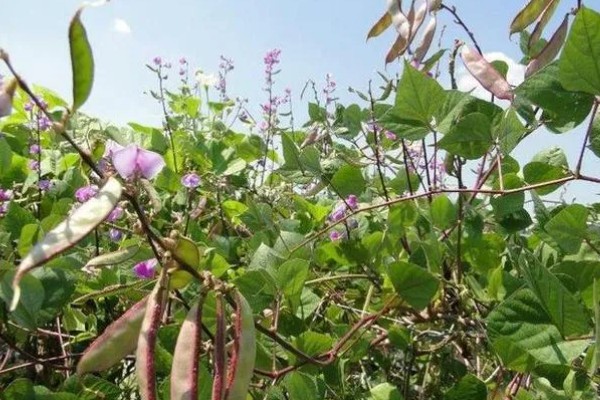 扁豆有什么品种,分为白扁豆、紫扁豆等类型