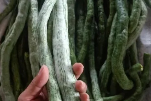 蛇豆的保存时间,冰箱冷藏可保存5-7天