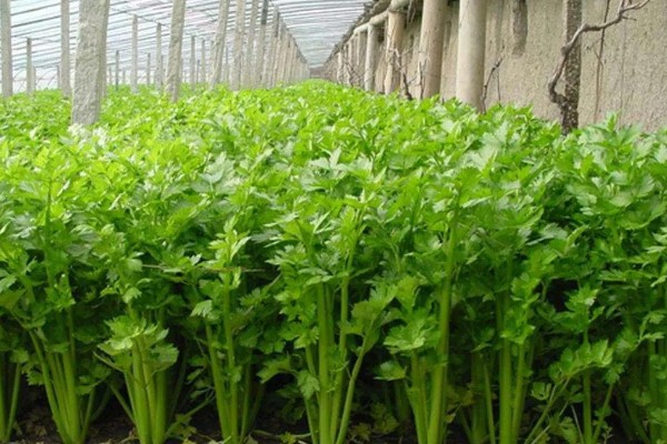 芹菜为何会空心，磷肥不足后期容易空心