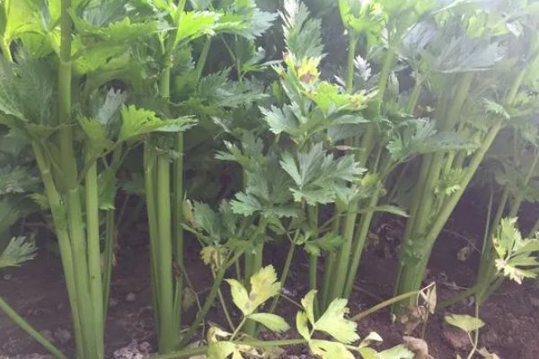 芹菜为何会空心，磷肥不足后期容易空心