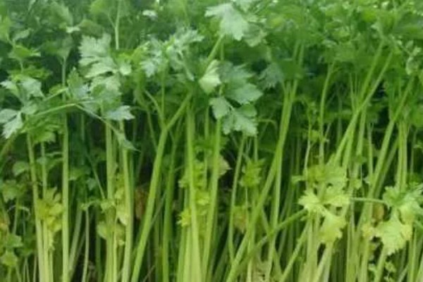 芹菜为何会空心，磷肥不足后期容易空心