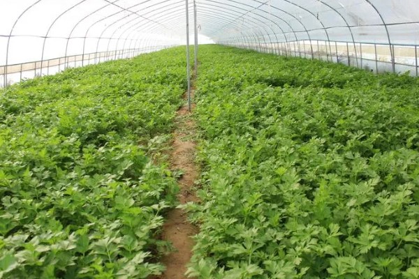 芹菜为何会空心，磷肥不足后期容易空心