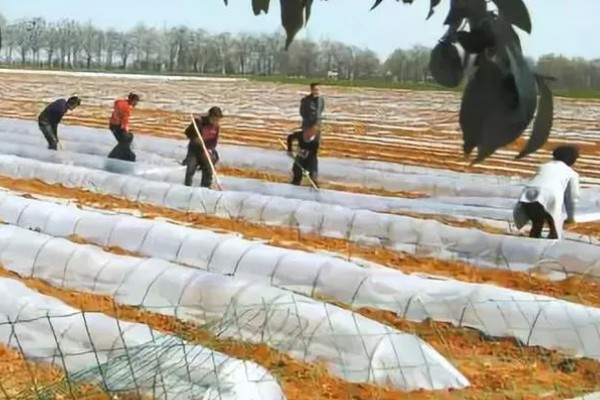 芹菜为何会空心，磷肥不足后期容易空心