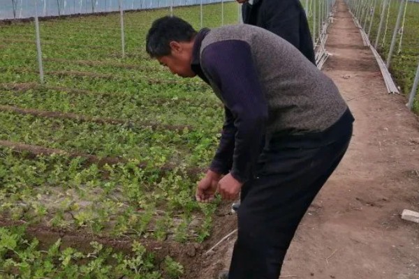 芹菜为何会空心，磷肥不足后期容易空心