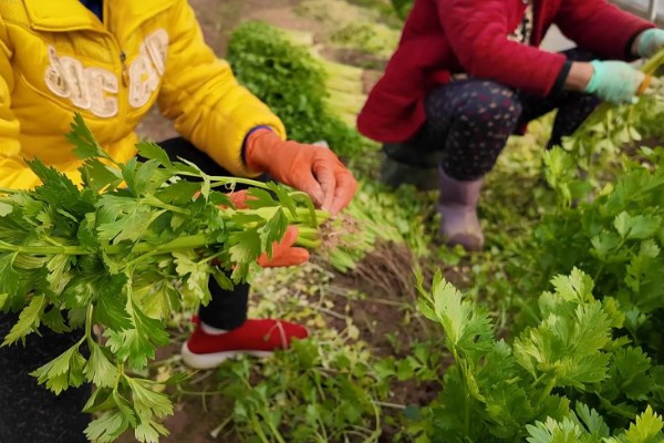 芹菜为何会空心，磷肥不足后期容易空心