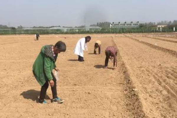 芹菜为何会空心，磷肥不足后期容易空心