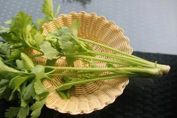 芹菜为何会空心，磷肥不足后期容易空心