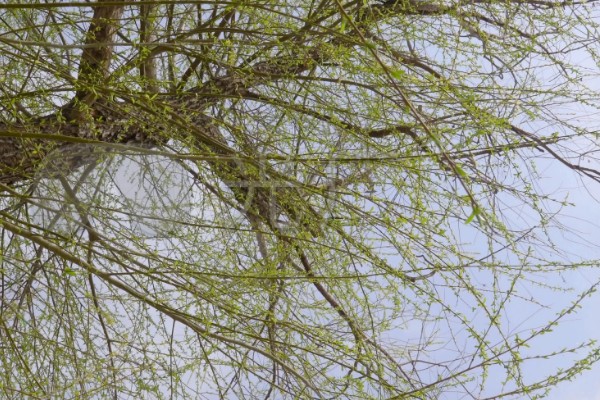 杨柳树的开花时间,一般在阳历3-4月份开放
