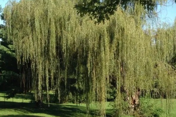 杨柳树的开花时间,一般在阳历3-4月份开放