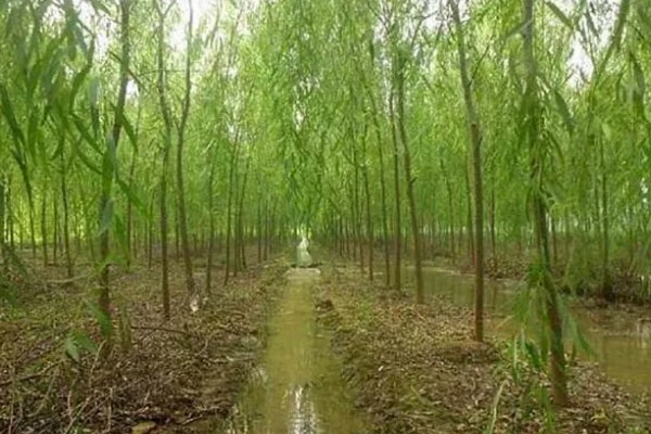 杨柳树的开花时间,一般在阳历3-4月份开放