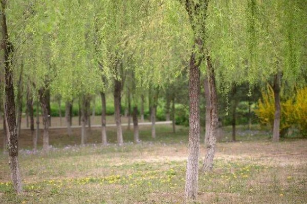 杨柳树的开花时间,一般在阳历3-4月份开放