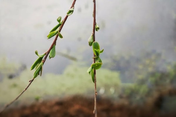 杨柳树的开花时间,一般在阳历3-4月份开放