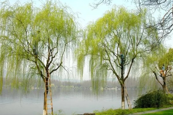 杨柳树的开花时间,一般在阳历3-4月份开放