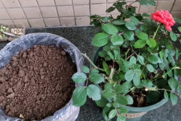 夏季养殖月季花要注意什么,搭建遮阳网可防止强光灼伤叶片