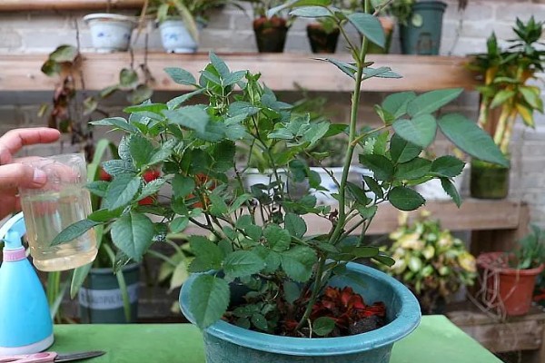 夏季养殖月季花要注意什么,搭建遮阳网可防止强光灼伤叶片