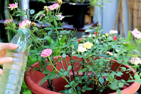 夏季养殖月季花要注意什么,搭建遮阳网可防止强光灼伤叶片