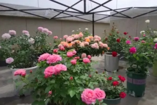 夏季养殖月季花要注意什么,搭建遮阳网可防止强光灼伤叶片