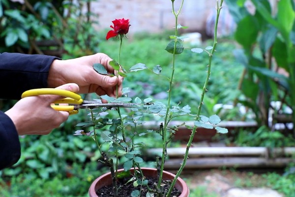 夏季养殖月季花要注意什么,搭建遮阳网可防止强光灼伤叶片