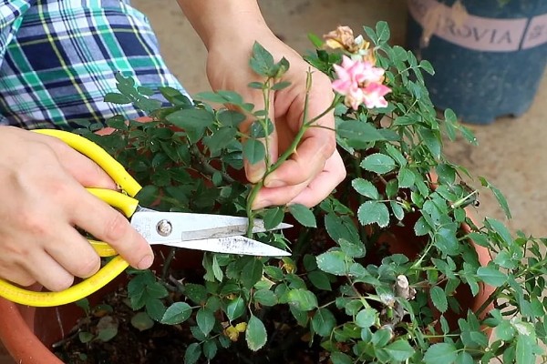 夏季养殖月季花要注意什么,搭建遮阳网可防止强光灼伤叶片