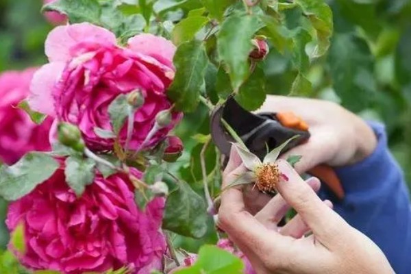 夏季养殖月季花要注意什么,搭建遮阳网可防止强光灼伤叶片