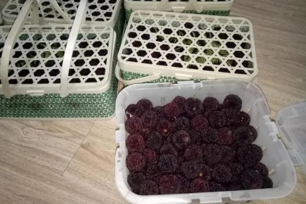 杨梅为何售价贵,产地气候差、保存难度高