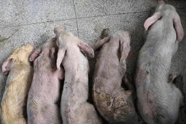 避免猪感染细小病毒的方法,需保持猪圈清洁注意消毒