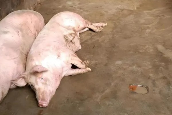 避免猪感染细小病毒的方法,需保持猪圈清洁注意消毒