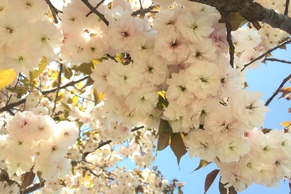 樱花有哪些花语,代表纯洁无暇、青春气息等含义