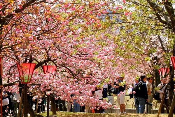 樱花有哪些花语,代表纯洁无暇、青春气息等含义