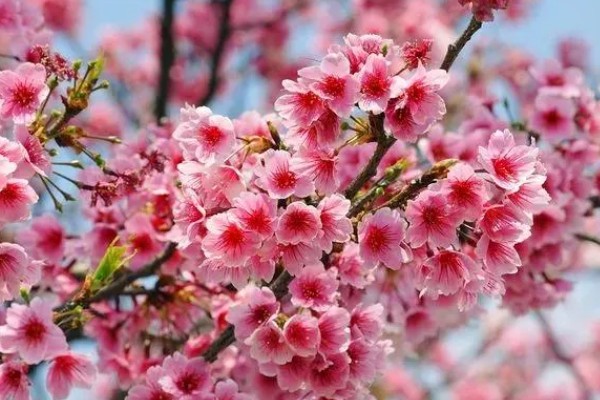 樱花有哪些花语,代表纯洁无暇、青春气息等含义