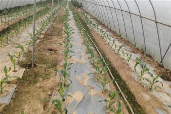 大棚玉米如何种植,整个生育期追肥2-3次