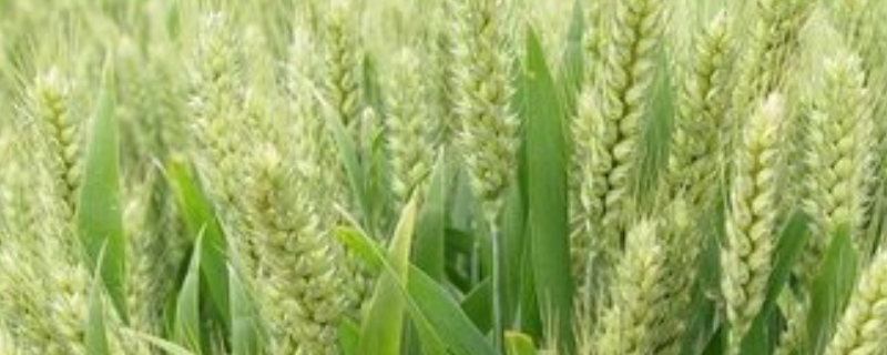 兰天3170小麦品种的特性，每亩适宜基本苗25-30万