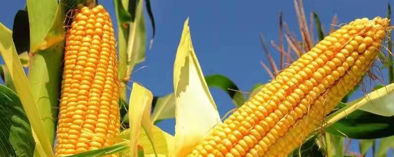 九洋1419玉米种子特征特性，种植密度4500株/亩
