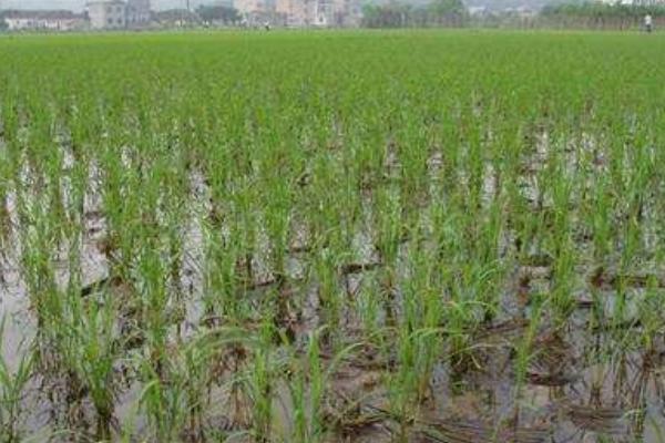 东农稻253水稻种子特征特性,该品种主茎12片叶