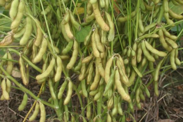 克豆103大豆种子特征特性，在适应区5月10日左右播种