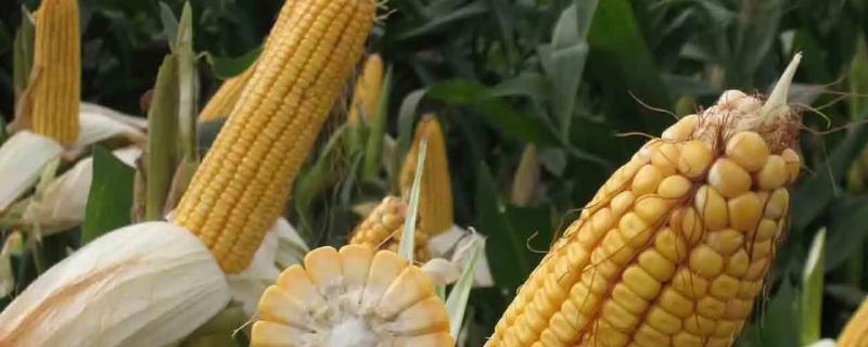 中垦玉1127玉米种子简介，出苗至成熟141.7天