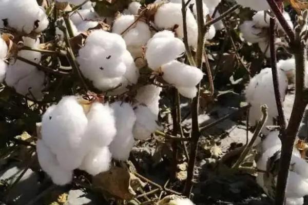中棉所022棉花种子特点,常规陆地棉品种