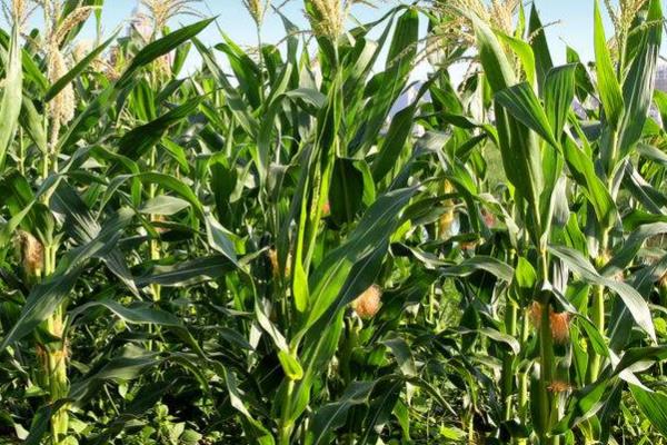 九洋1419玉米种子特征特性,种植密度4500株/亩