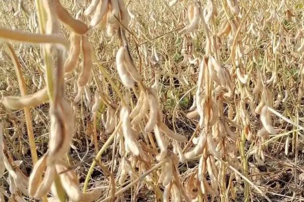 克豆103大豆种子特征特性，在适应区5月10日左右播种