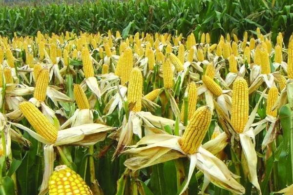 九洋1419玉米种子特征特性,种植密度4500株/亩