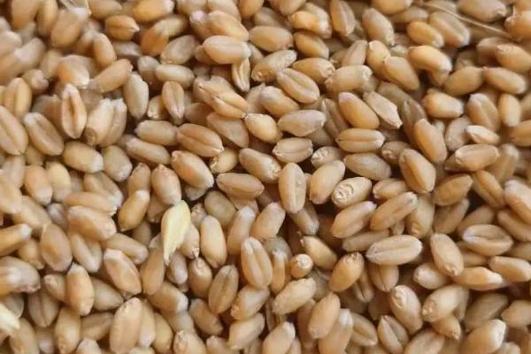 兰天3170小麦品种的特性,每亩适宜基本苗25-30万