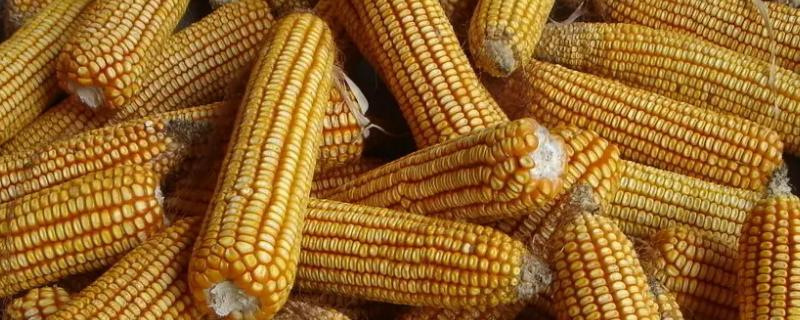 丹农玉188玉米品种简介，注意防治穗腐病