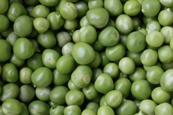 克豆103大豆种子特征特性，在适应区5月10日左右播种