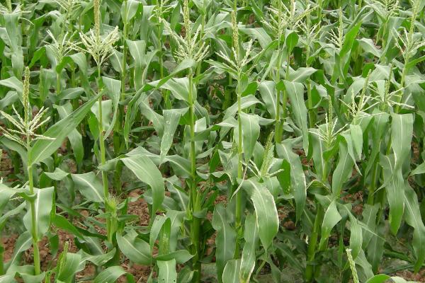 北金玉901玉米种子介绍,高抗腐霉茎腐病