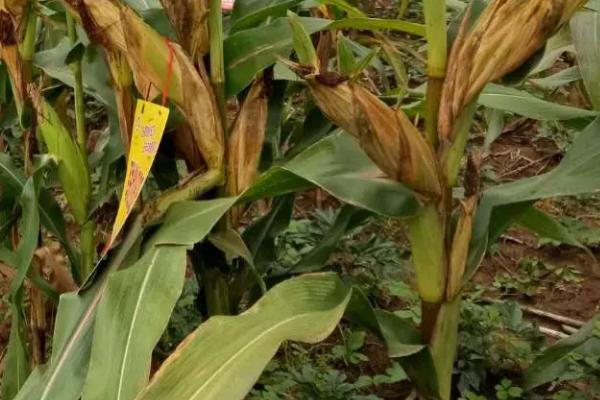 北金玉901玉米种子介绍,高抗腐霉茎腐病