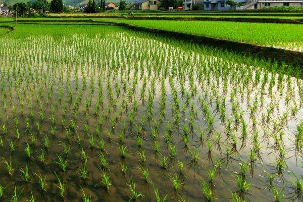 飓两优6号水稻品种的特性,秧田播种量每亩10.0千克